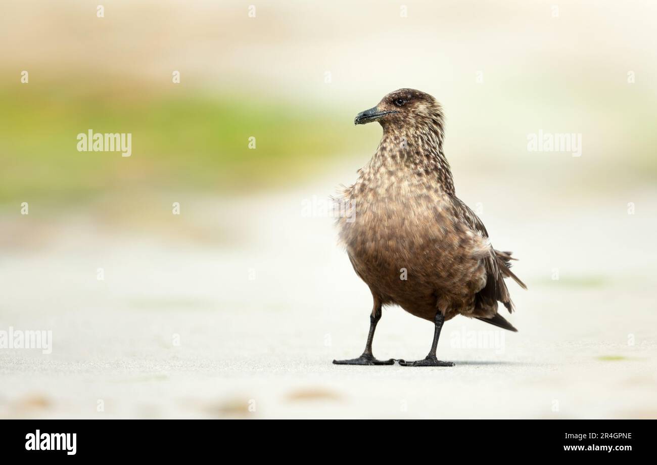 Nahaufnahme von Great Skua an einer sandigen Küstenregion, Großbritannien. Stockfoto