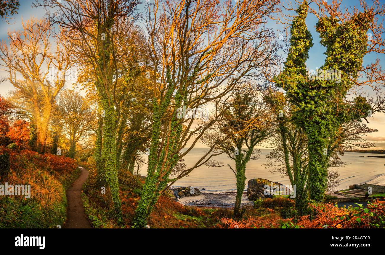 Herbst in Grey Point, County Down, Nordirland Stockfoto