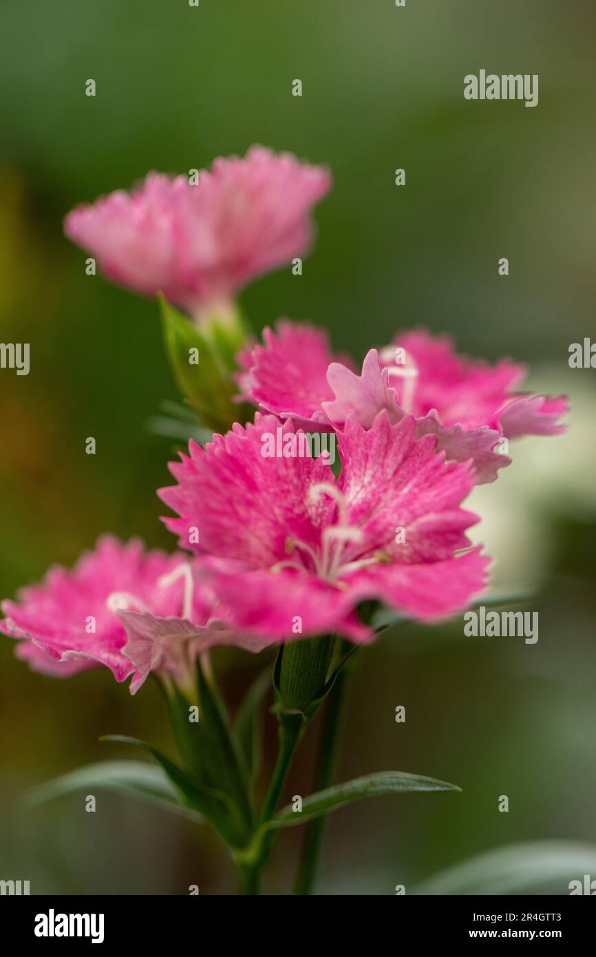 Dianthus barbatus L., Sweet William, Caryophyllaceae Blume im Morgenlicht Stockfoto
