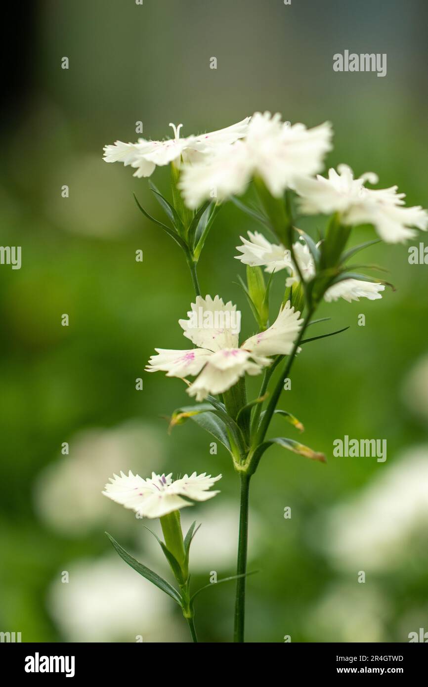Dianthus barbatus L., Sweet William, Caryophyllaceae Blume im Morgenlicht Stockfoto