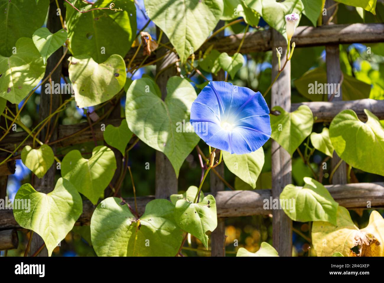 Blaue Blütenblätter mexikanischer Morgenblüten oder Ipomoea Tricolor. Mit blauem Himmel Stockfoto