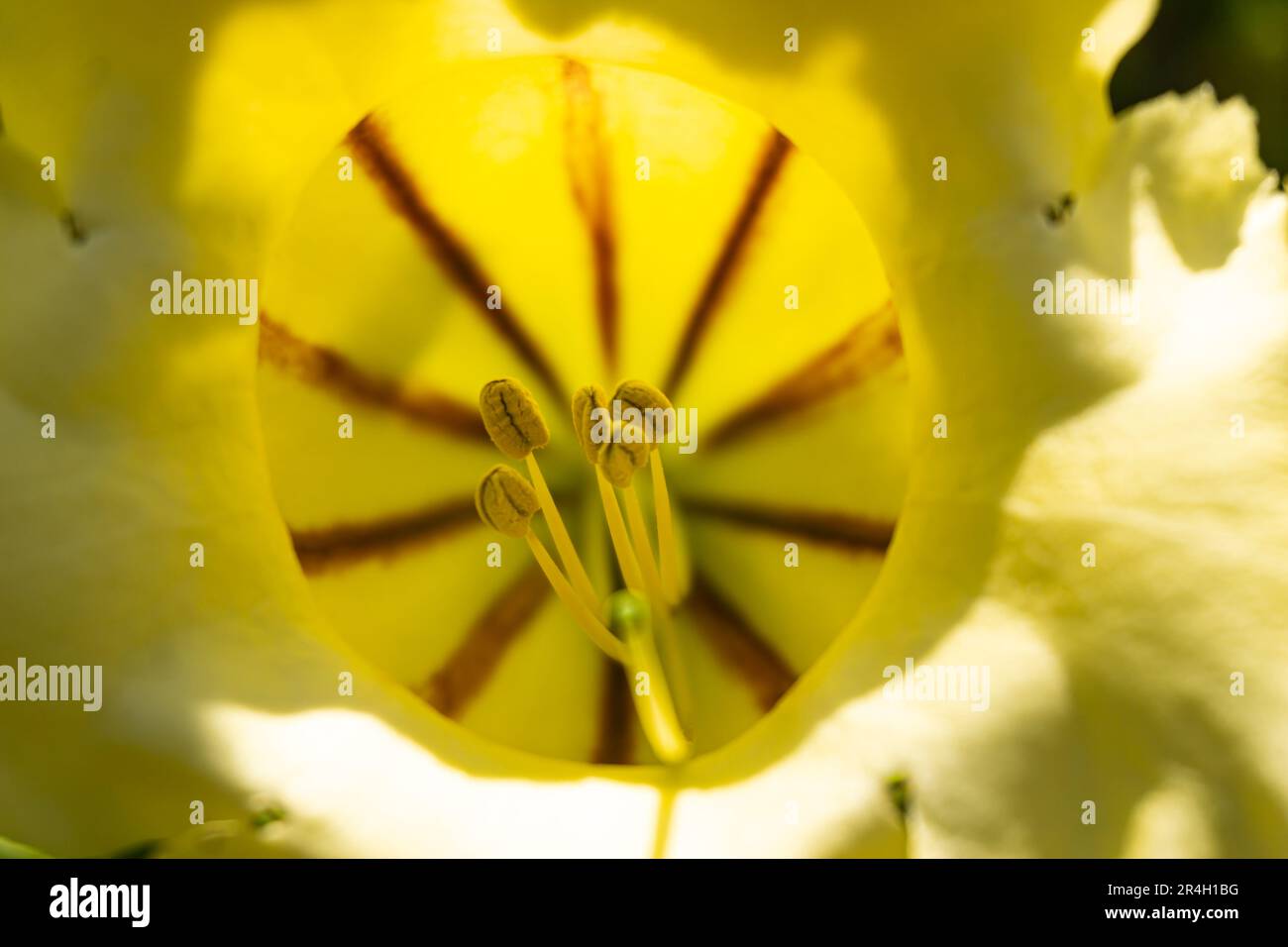 Die Anderen der gelben Grandiflora Solandra bereiten sich morgens im Garten vor. Stockfoto