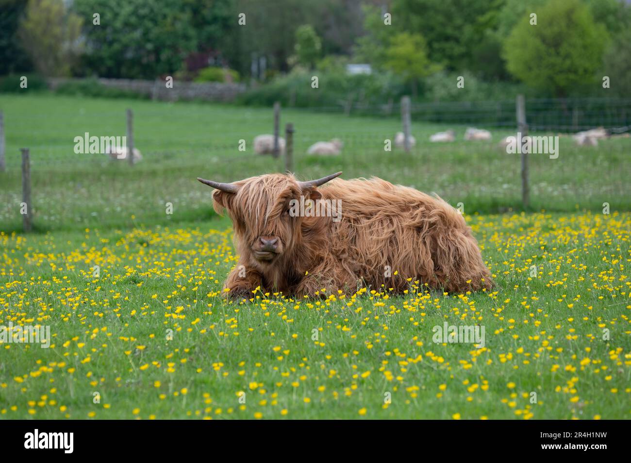 West Highland Kuh eine schottische Rasse auf einer Wiese voller Wildblumen in Ravenscar, North Yorkshire, Großbritannien Stockfoto