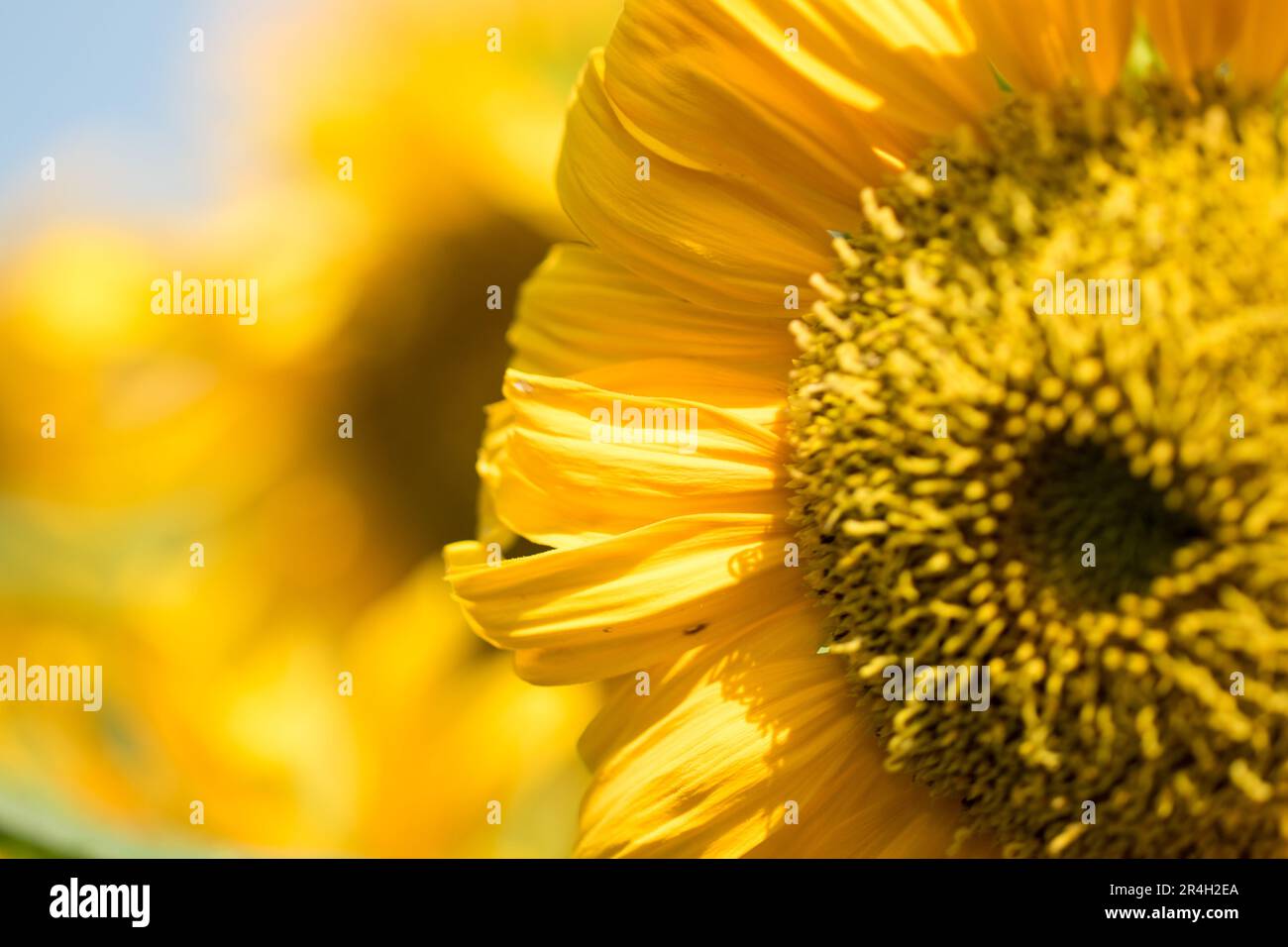 Bienen und Sonnenblumen im Morgenlicht Stockfoto