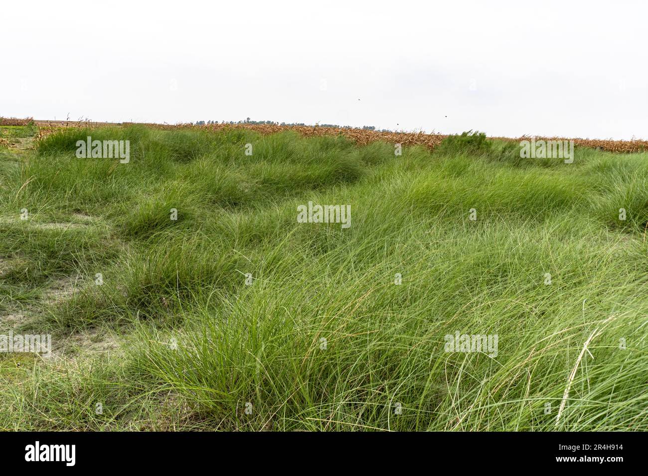 Wunderschönes grünes Kans Gras kash Phool (in bengalischer Sprache). Schönes Kans Gras oder kash Field mit bewölktem Himmel Stockfoto