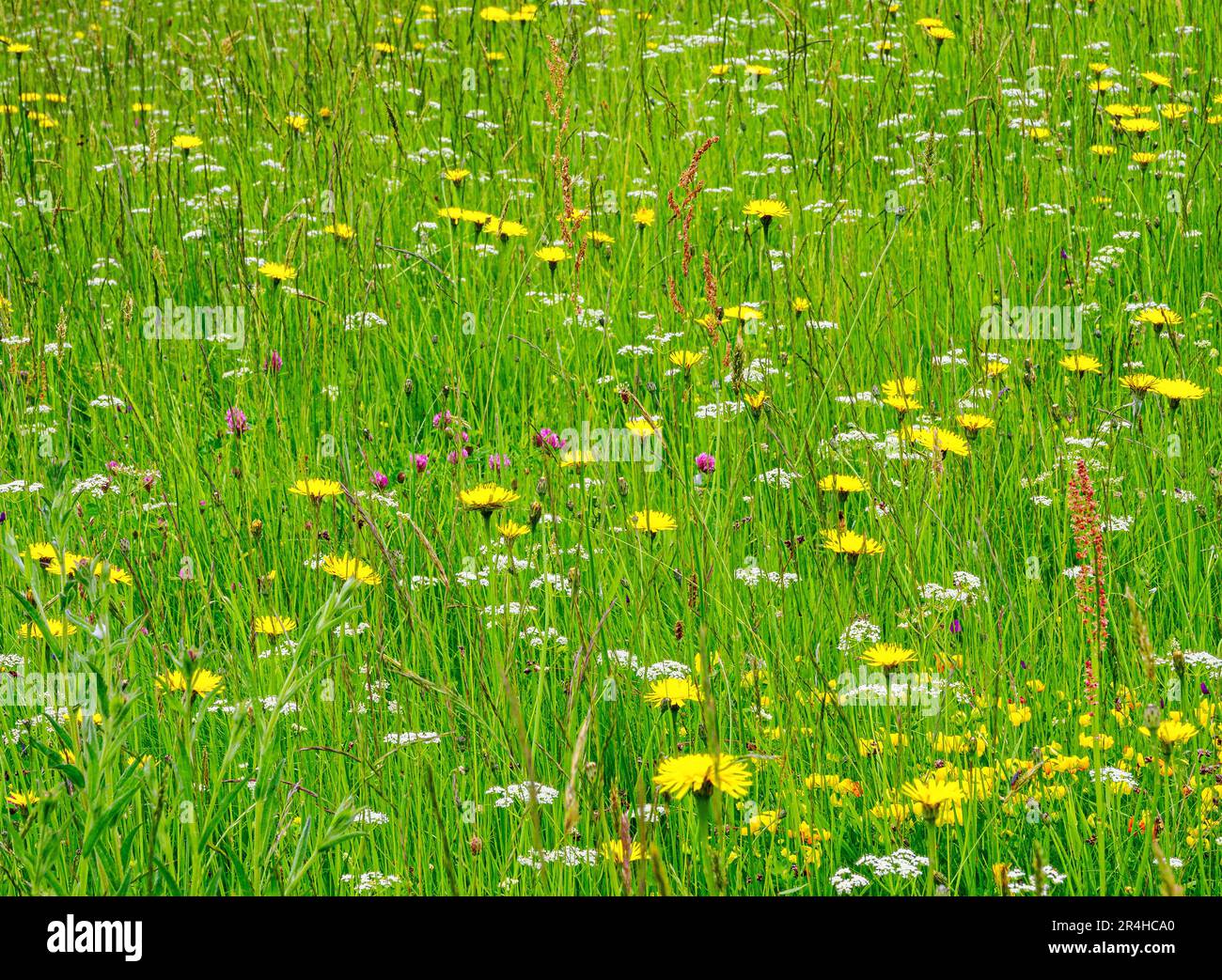 Gesunde, unverbesserte und verwilderte Heuwiesen im Frühling mit einer Vielzahl von Wiesenblumen wie Löwenzahn-Pignut-Rotklee und gemeiner Sorrel Stockfoto