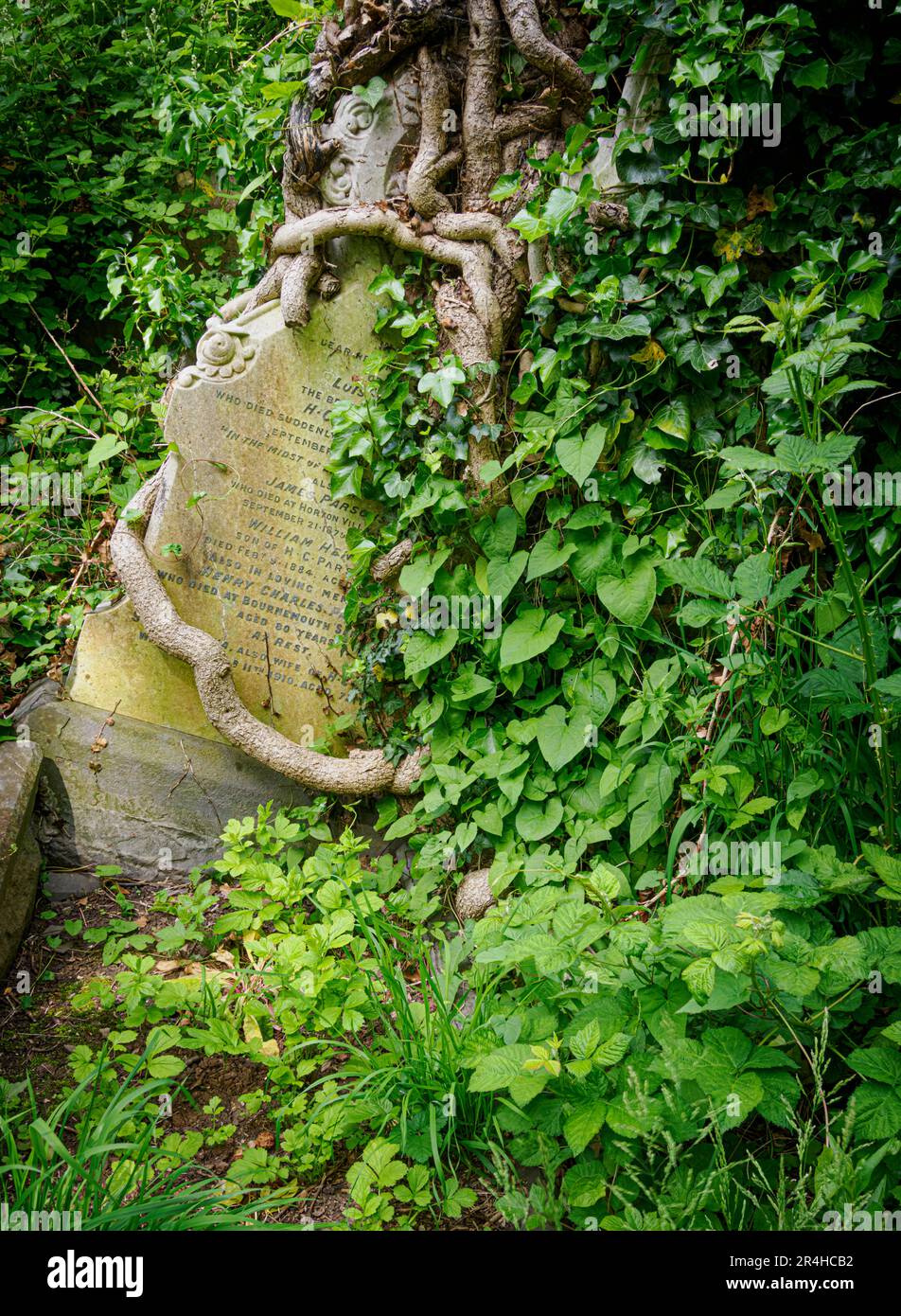Der Grabstein wurde von jahrzehntelangem Efeu-Wachstum auf dem Friedhof Arnos Vale in Bristol UK umarmt Stockfoto