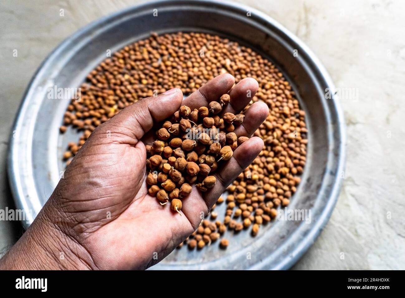Es ist eines der frühesten Kulturleguminosen. Die Kichererbse oder Kichererbse (Cicer arietinum) ist ein jährliches Hülsenfrüchte der Familie Fabaceae, Unterfamilie Faboid Stockfoto