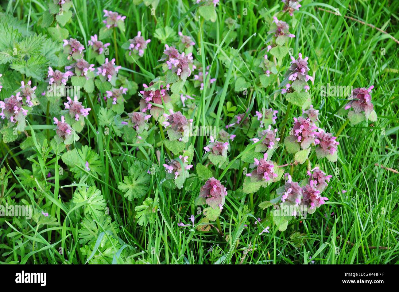 Red Dead Nettle im Gras. Stockfoto