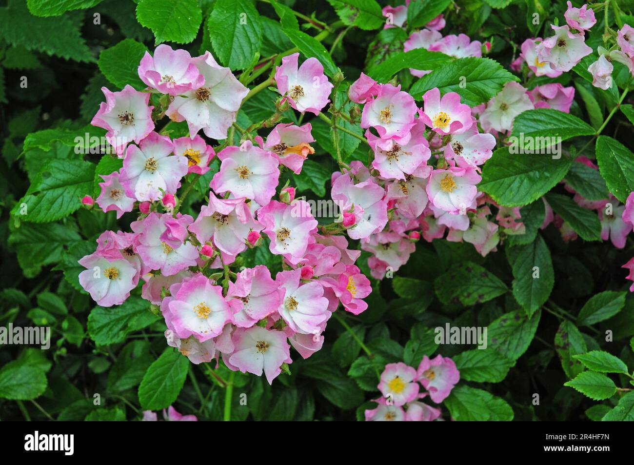 Rosa 'Ballerina' Hoverflieder. Bestäubung. Stockfoto