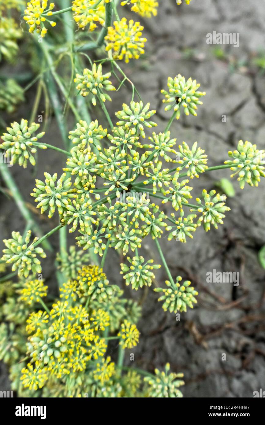 Porträtblick auf den Dillgarten oder stinkend (Anethum graveolens). Jahreskraut, Familie Apiaceae. Frische Kräuter anbauen. Grüne Pflanzen im Garten Stockfoto