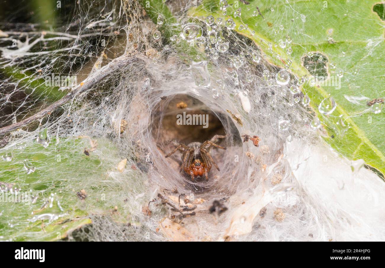 Hogna radiata grosse haarige Wolfsspinne im Tunnelnetz Stockfoto