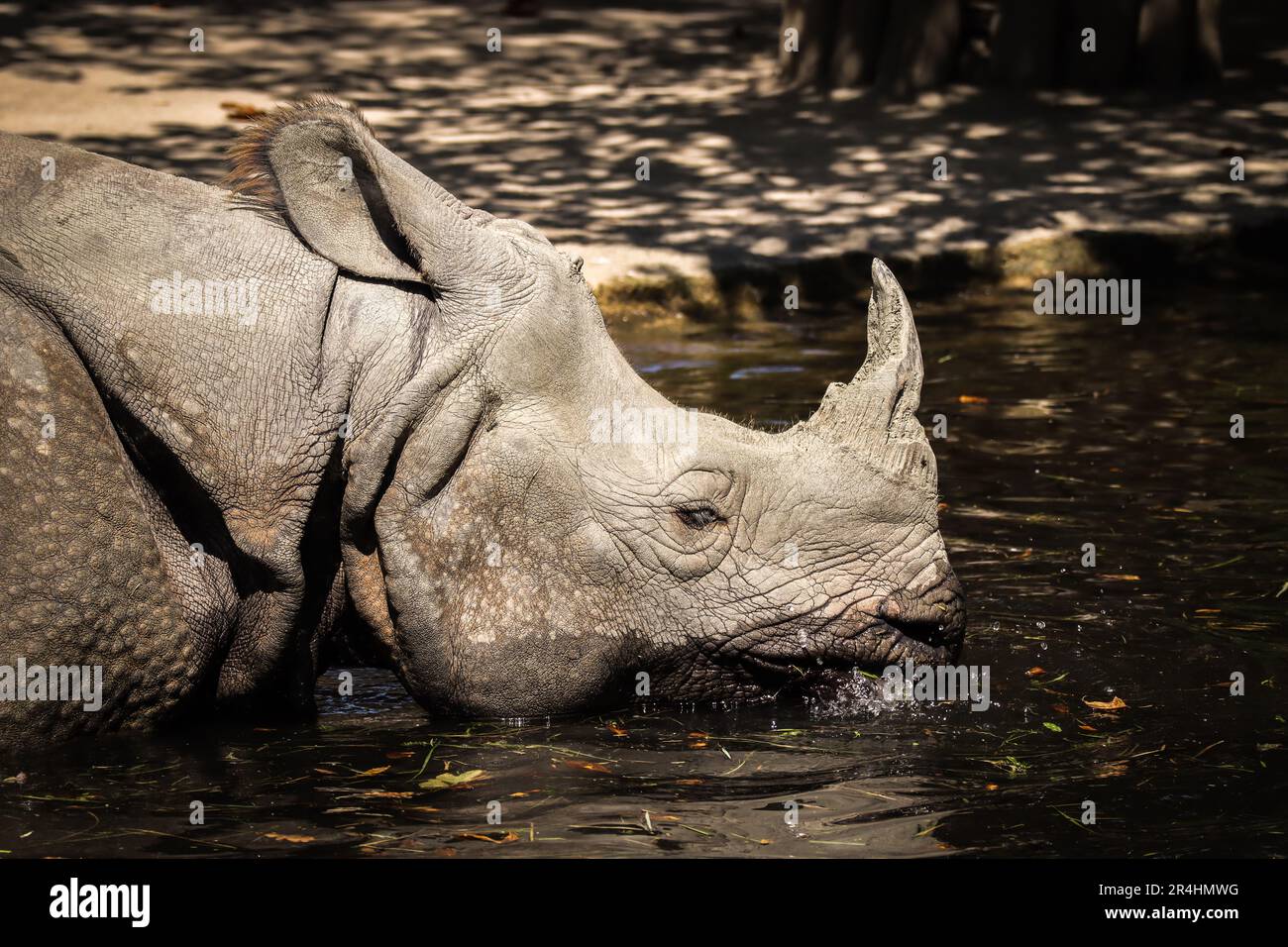 Seitliches Porträt eines Nashorns während eines sonnigen Tages im Zoologischen Garten. Der große indische Nashorn trinkt Wasser aus dem Teich im Zoo. Stockfoto