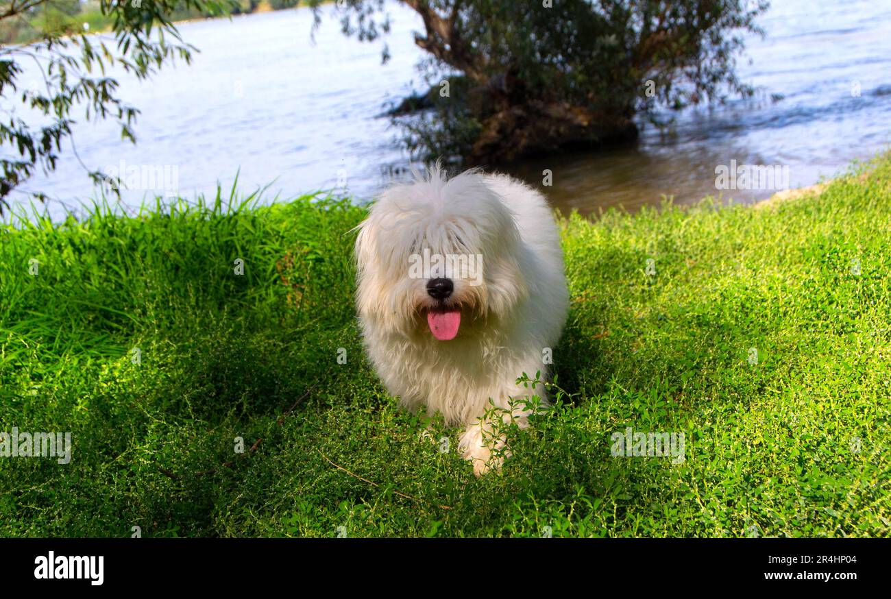 Foto eines Hundes aus Coton de Tulear in der Natur mit seinen Besitzern Stockfoto