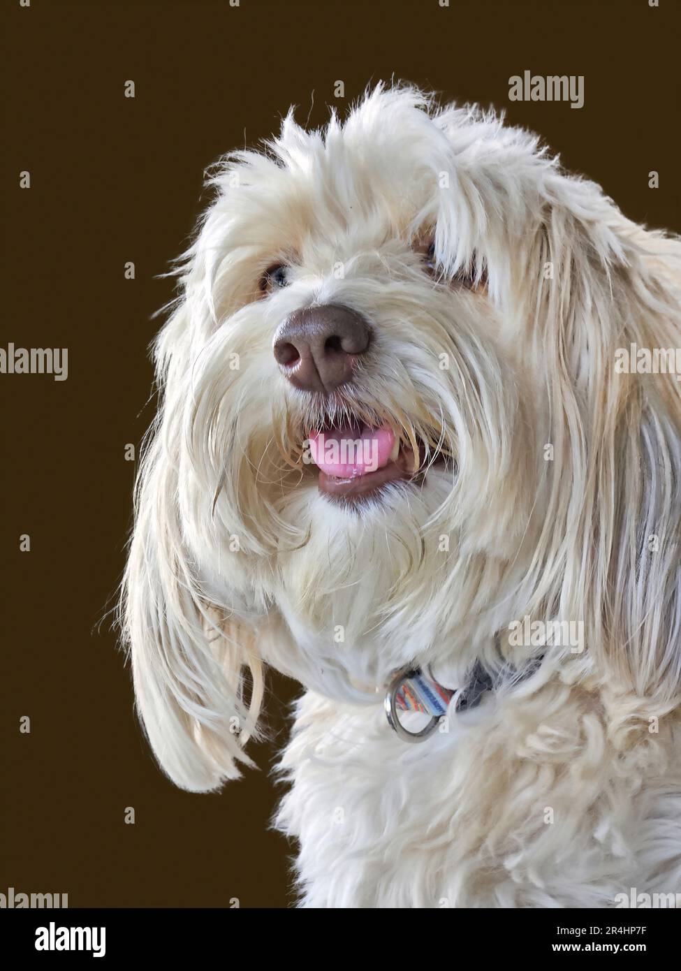 Shaggy-Pudel-Porträt isoliert auf dunkelbraunem Hintergrund Stockfoto
