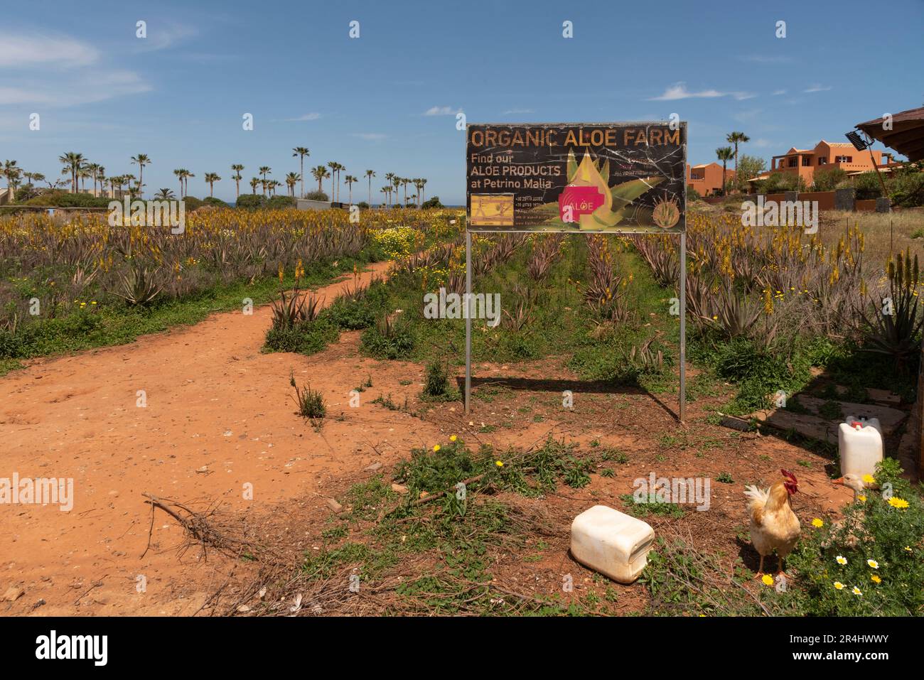 Malia, Kreta, Griechenland. 2023. Ökologischer Aloe-Betrieb mit Aloe-Vera-Pflanzen auf einem Feld in der Nähe der kretischen Stadt Malia im Osten Kretas. Stockfoto