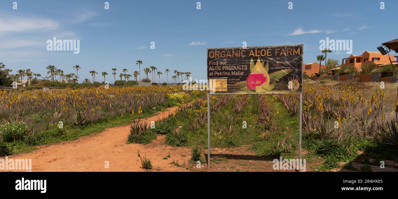 Malia, Kreta, Griechenland. 2023. Ökologischer Aloe-Betrieb mit Aloe-Vera-Pflanzen auf einem Feld in der Nähe der kretischen Stadt Malia im Osten Kretas. Stockfoto