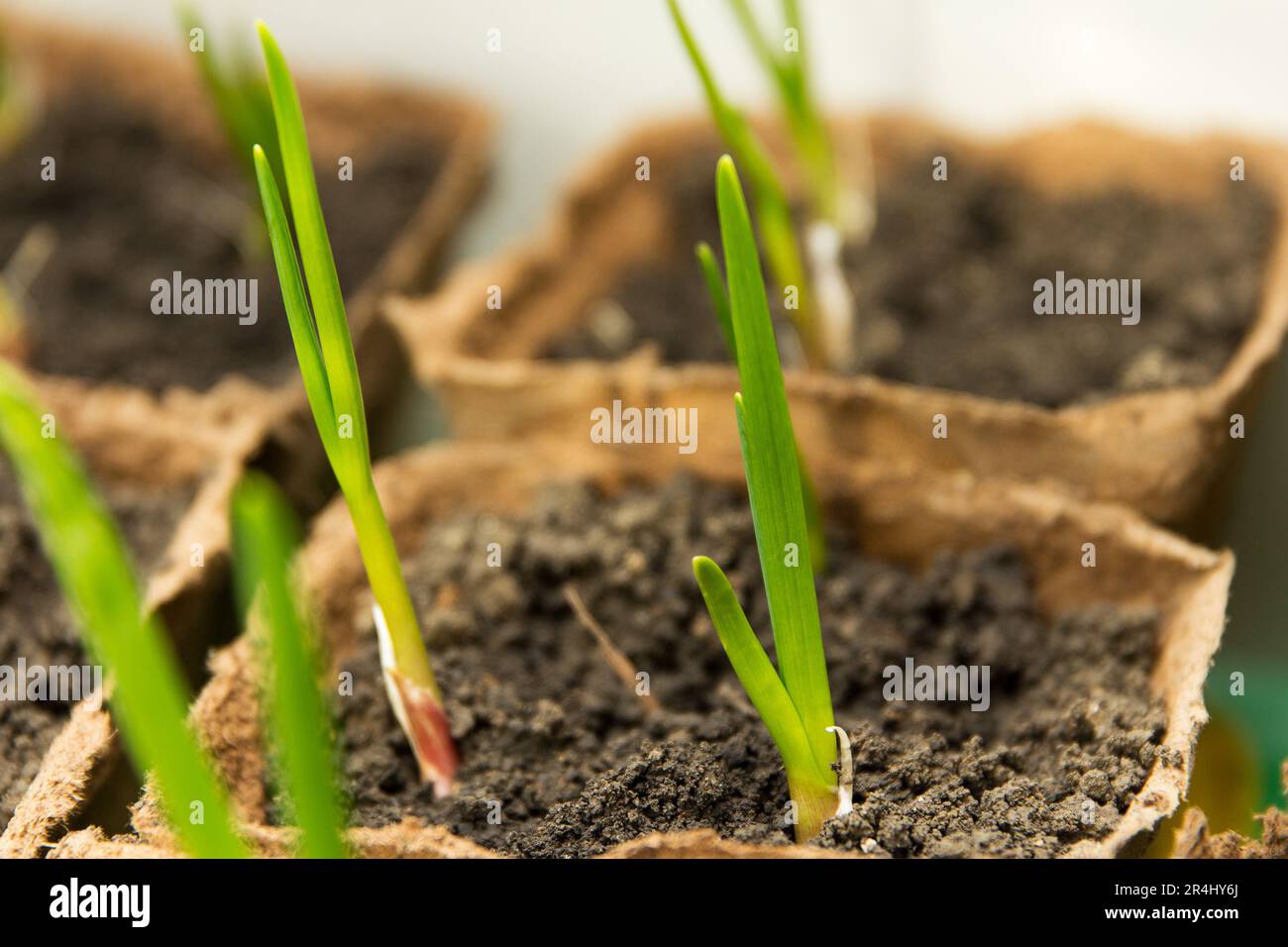 Grüner Knoblauch, der zu Hause in einem Torfbehälter gepflanzt wird Stockfoto