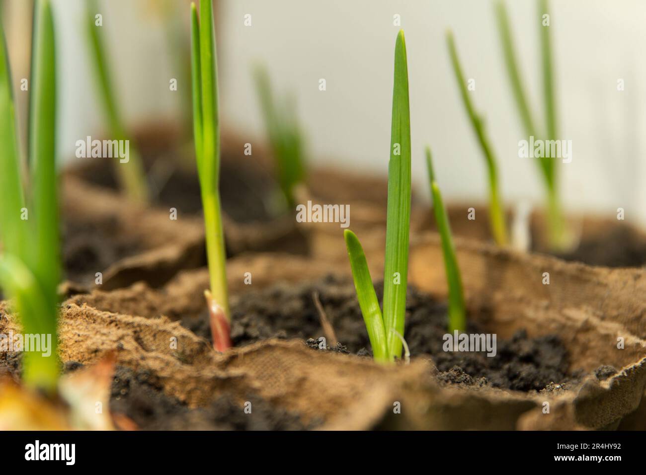 Grüner Knoblauch, der zu Hause in einem Torfbehälter gepflanzt wird Stockfoto