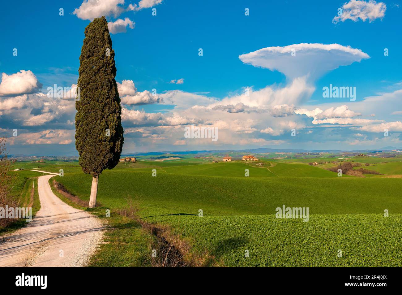 Malerische ländliche Landschaft mit einsamer Zypresse in der Nähe von Siena, Toskana, Italien Stockfoto