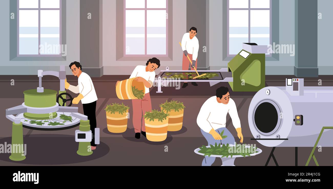 Teetrocknung. Menschen arbeiten für die traditionelle Getränkeindustrie, getrocknete, sortierte, fermentierte grüne Blätter in Industrieanlagen, indische Produkte. Zeichentrickfilm Stock Vektor