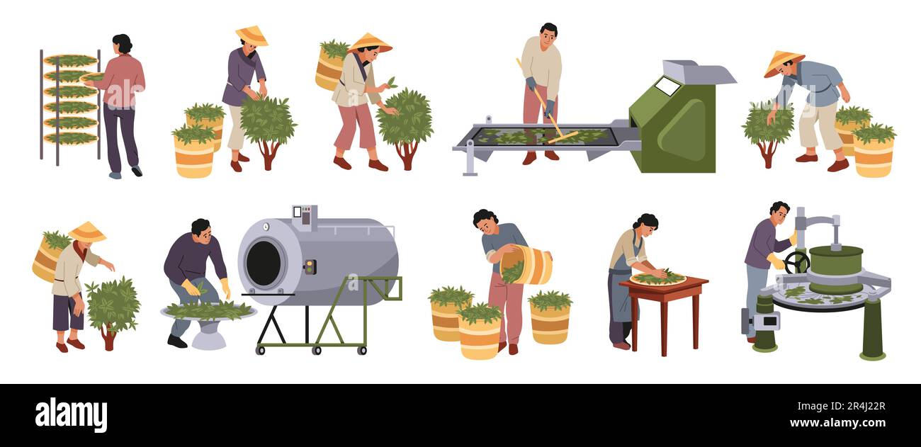 Teeindustrie. Gartenbau, landwirtschaftliche Produktion, Anbau und Sammlung von Trinkrohstoffen, Menschen auf Plantagen, Lufttrocknung, Walzen und Stock Vektor