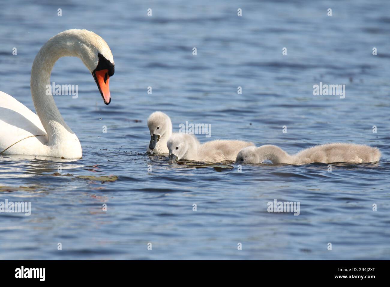 Mutter stummer Schwan, der im Frühling mit drei Zygneten auf einem blauen See schwimmt Stockfoto