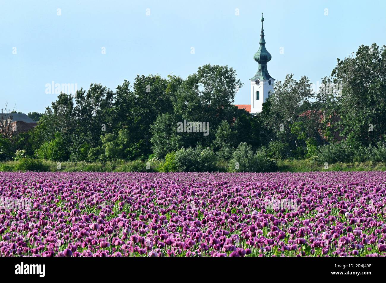 Leuchtendes lila Mohnfeld in voller Blüte mit weißer Kirche und Bäumen im Hintergrund in der Slowakei Stockfoto