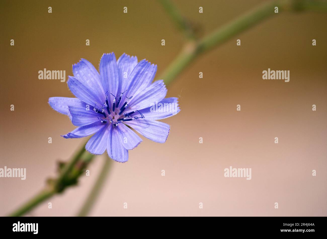 Zichorienblüte (Cichorium intybus). Es ist eine Heilpflanze und ein großartiger Ersatz für Kaffee. Stockfoto