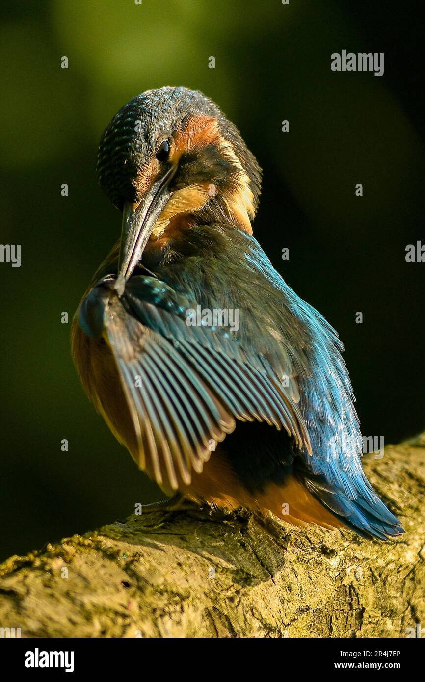 Eisvogel Stockfoto