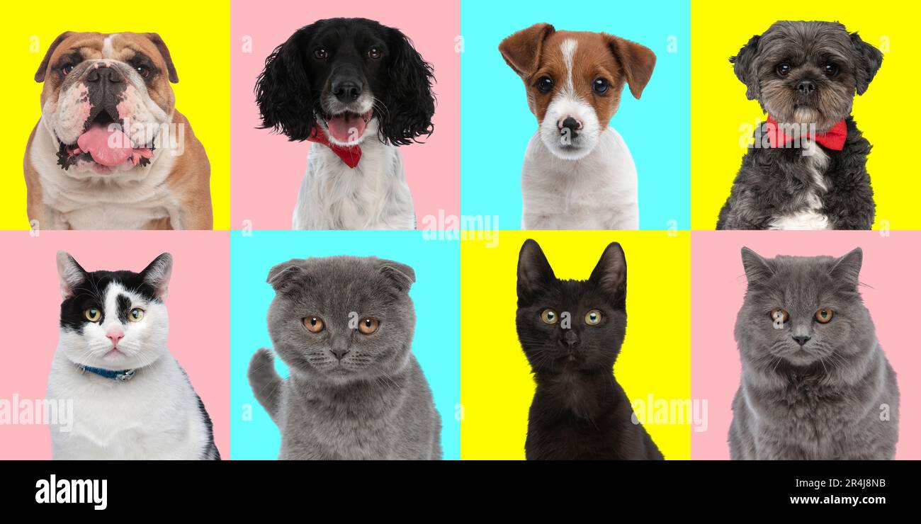 Collage mit verschiedenen Katzen- und Hundearten vor pinkfarbenem, blauem und gelbem Hintergrund im Studio, Konzept der Vielfalt Stockfoto