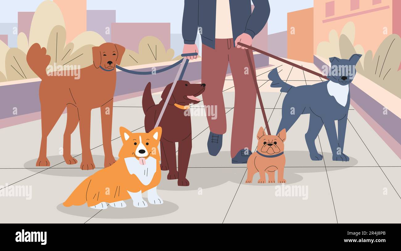 Hundeführer und Babysitter. Person führt Hunde in der Stadt, Stadtrundgang  mit Haustiergruppe. Arbeit oder Geschäft, Freundschaft. Die Tiere in der  Stadt sind eine kickige Vektorszene Stock-Vektorgrafik - Alamy