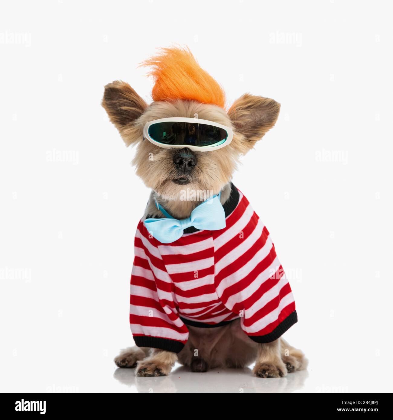 Lustiger yorkshire Terrier Welpe trägt Punkperücke, Schneebrille, Fliege und Sweater und sitzt vor weißem Hintergrund Stockfoto