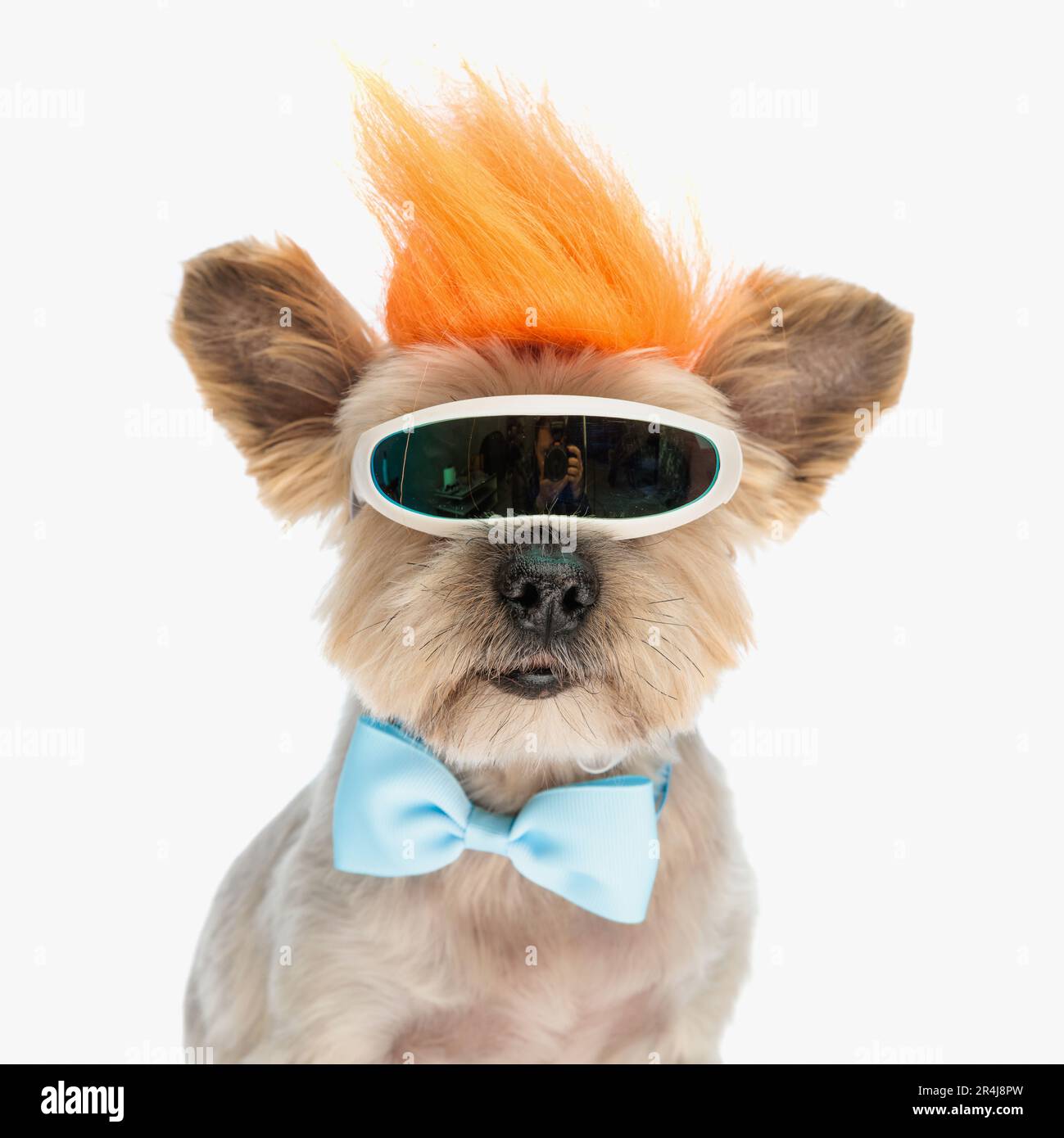 Portrait des niedlichen yorkie Welpen mit verrückter Perücke, Fliege und Schneebrille, das seinen Teenager-Geist auf weißem Hintergrund hält Stockfoto