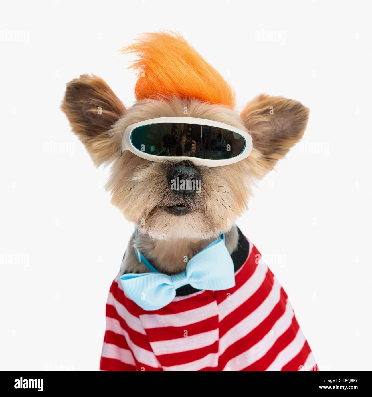Der coole, alte yorkie Welpe mit Punkperücke, Brille und Fliege hält seinen Teenager-Geist vor weißem Hintergrund im Studio Stockfoto