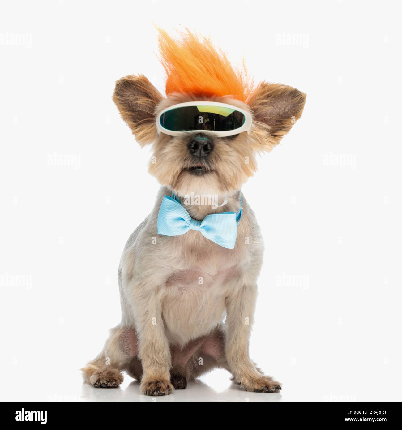 Der süße kleine yorkie-Hund trägt eine Schneebrille, eine Fliege und eine Punkperücke, um seinen Teenager-Geist auf weißem Hintergrund am Leben zu erhalten Stockfoto