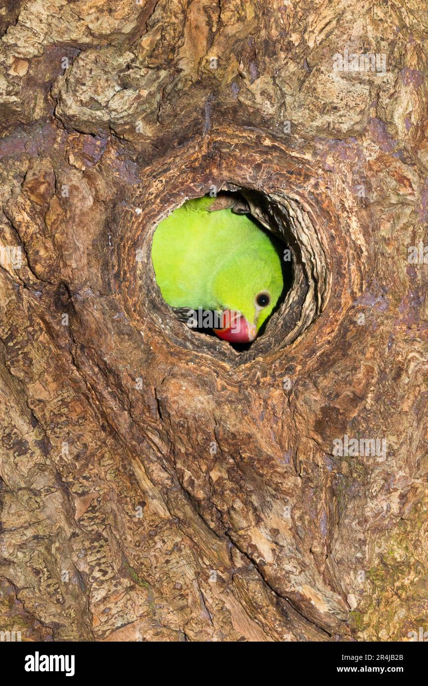 Ringschwanz-Sittich im Stall/Nest während der Nistsaison am Nachmittag in einem hohlen Baum in Richmond, Surrey, London. UK. Diese Ringsittiche sind in Indien heimisch, gedeihen aber nach ihrer Einführung auch in England. (134) Stockfoto