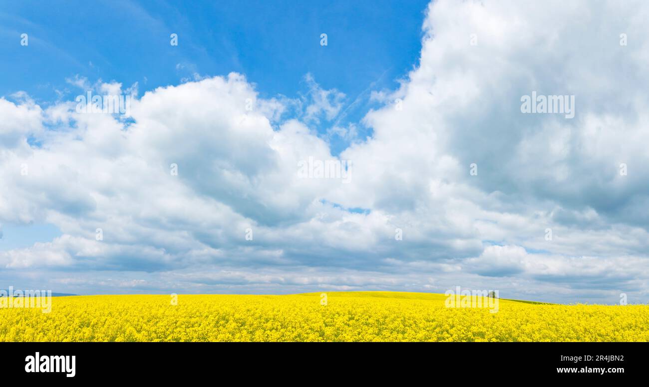 Großes Panorama der Landschaft mit gelben Blumen unter einem wunderschönen blauen Himmel mit weißen Wolken im Frühling Stockfoto