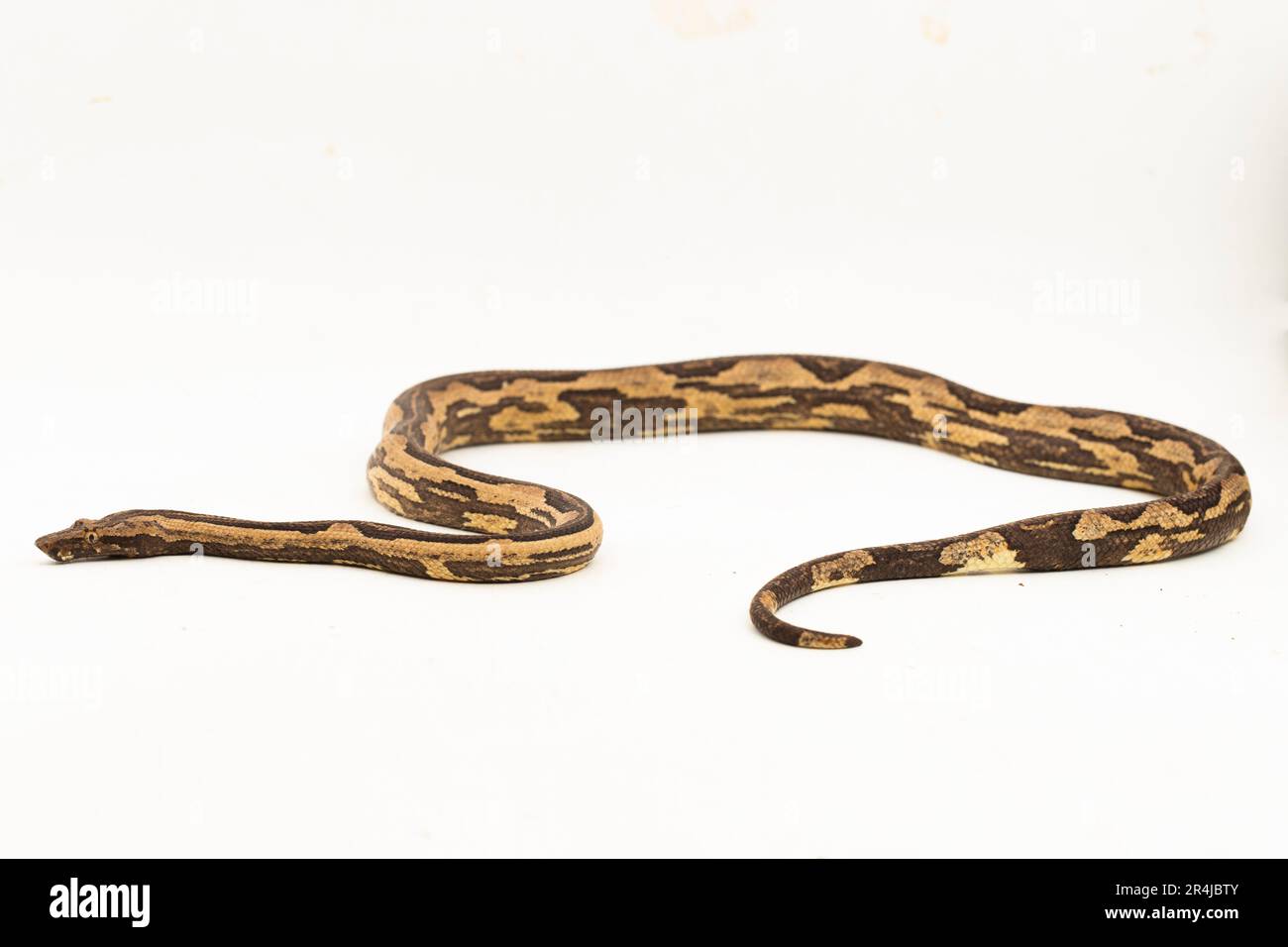 Die indonesische Baumboa Candoia carinata oder die pazifische Erdboa-Schlange, isoliert auf weißem Hintergrund Stockfoto