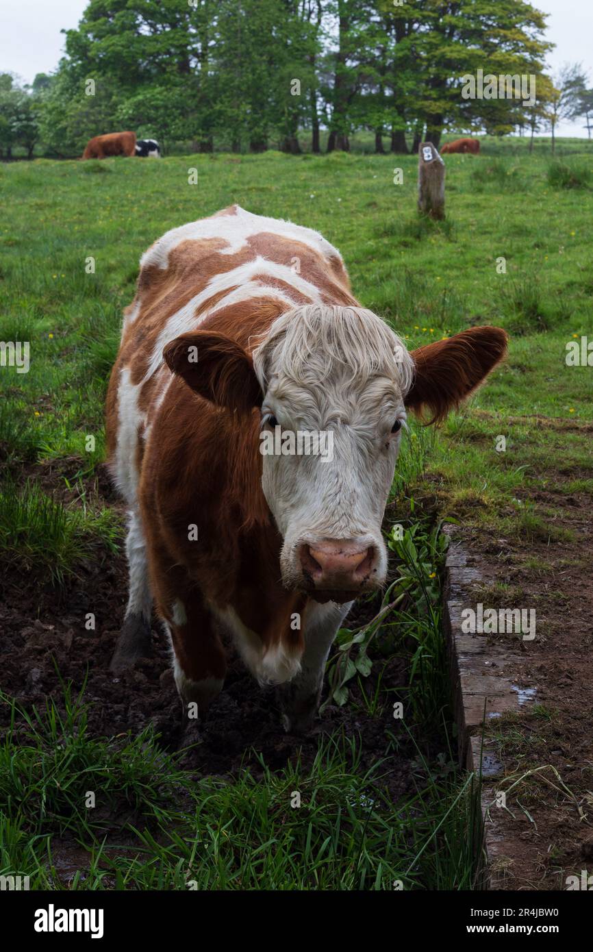 Milchviehherde an einem regnerischen Tag Stockfoto