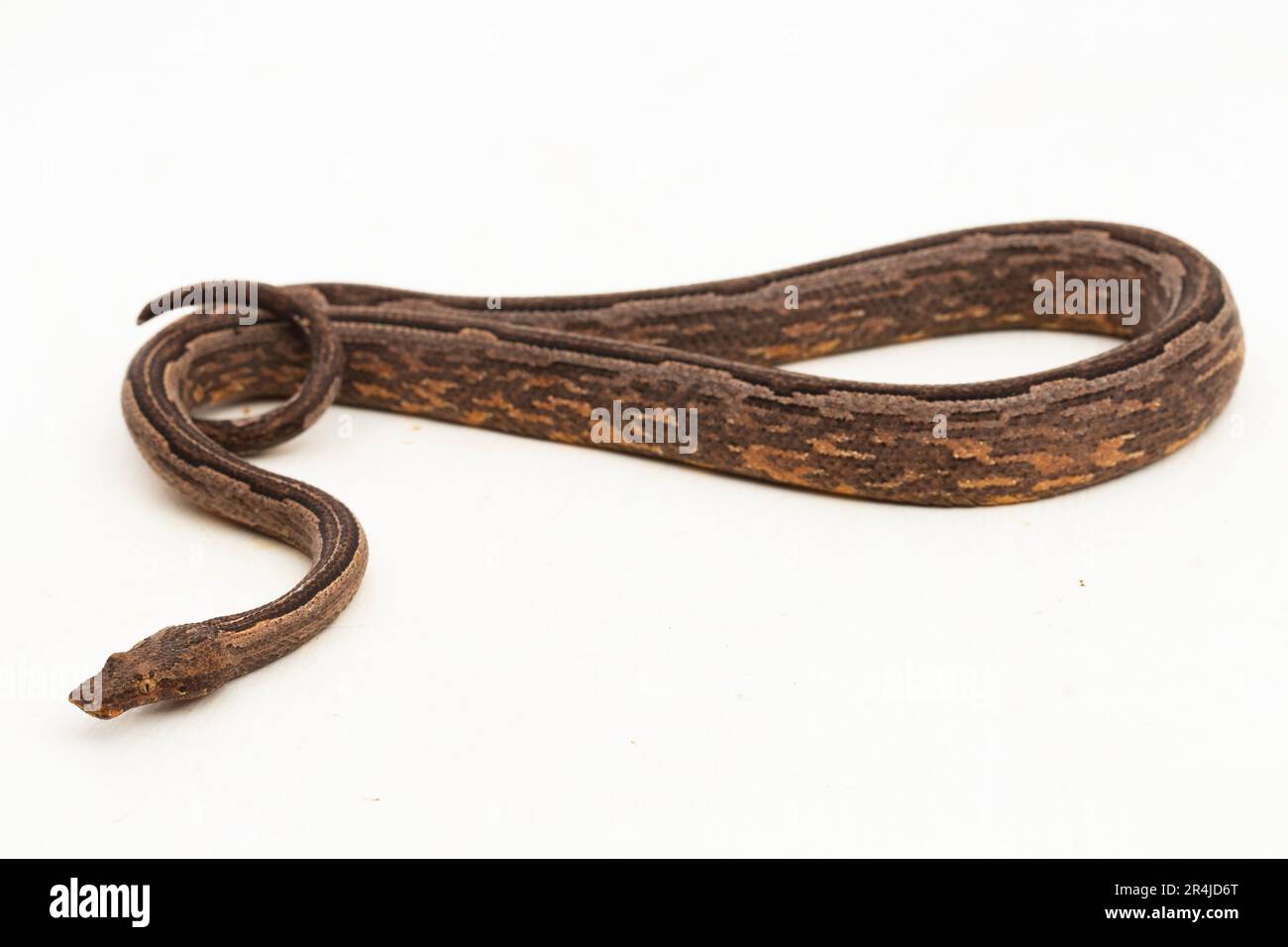 Die indonesische Baumboa Candoia carinata oder die pazifische Erdboa-Schlange, isoliert auf weißem Hintergrund Stockfoto