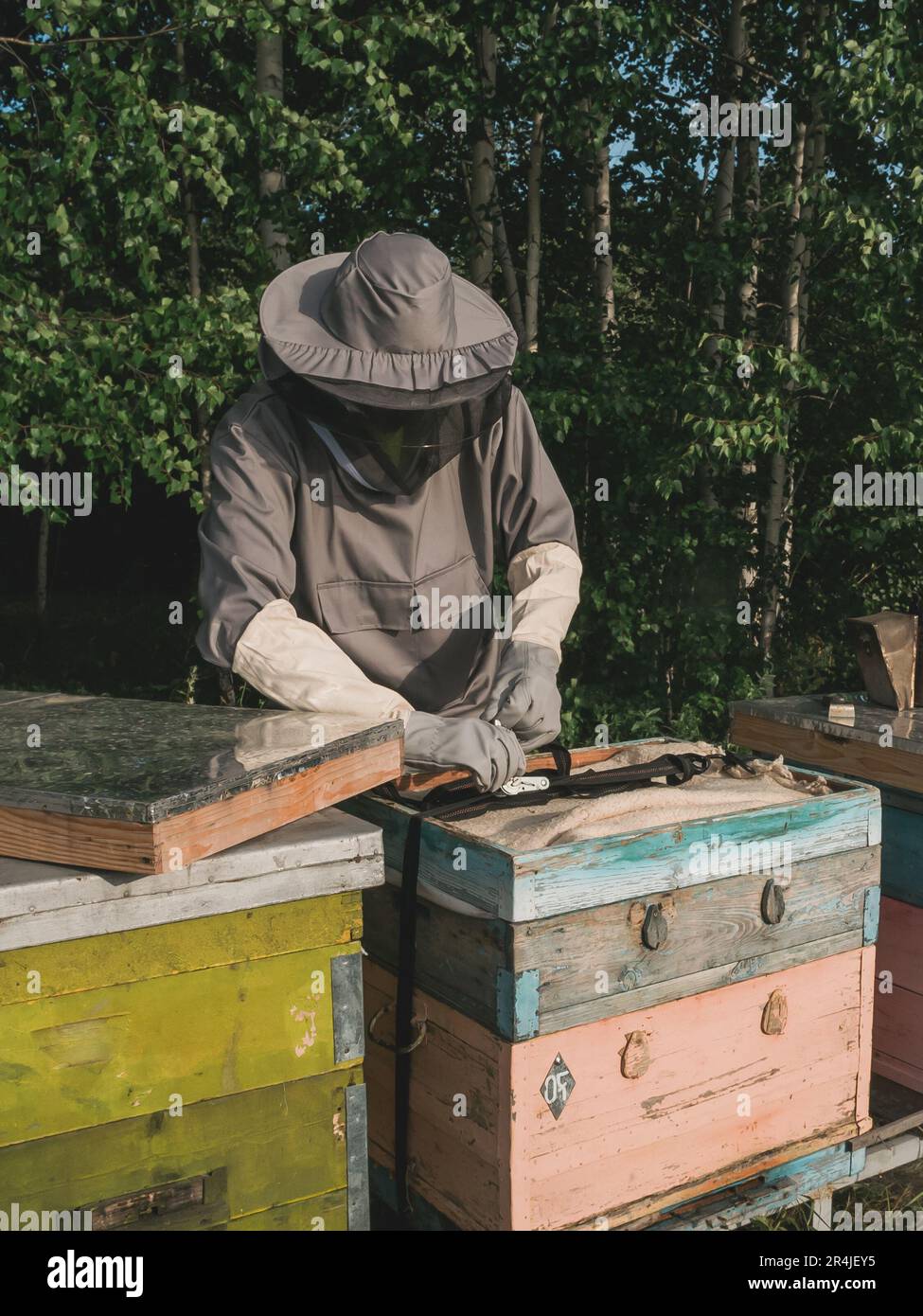 Bienenzüchter, der Waben aus dem Bienenstock entfernt. Person im