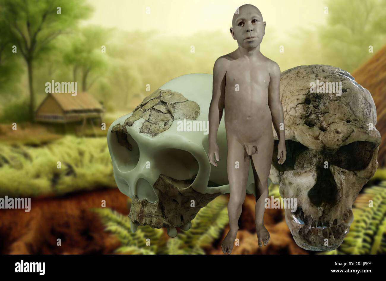 Homo Vorgänger ist eine ausgestorbene hominide Spezies, die vor 1,2 Millionen bis 800 000 Jahren lebte. Sein Gesicht ähnelte auffallend dem von Homo Stockfoto