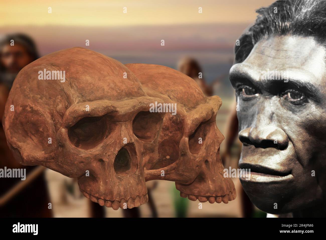 Homo erectus ist eine Art ausgestorbenes Hominid, das zur Gattung Homo gehört. Ursprünglich hieß es Pithecanthropus und Java man. Stockfoto