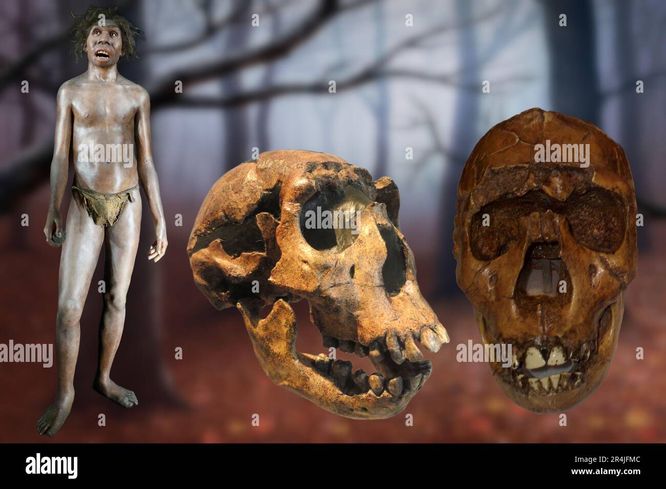 Homo ergaster ist eine ausgestorbene Spezies der Gattung Homo, die vor 2 bis 1 Millionen Jahren in Afrika lebte. Stockfoto