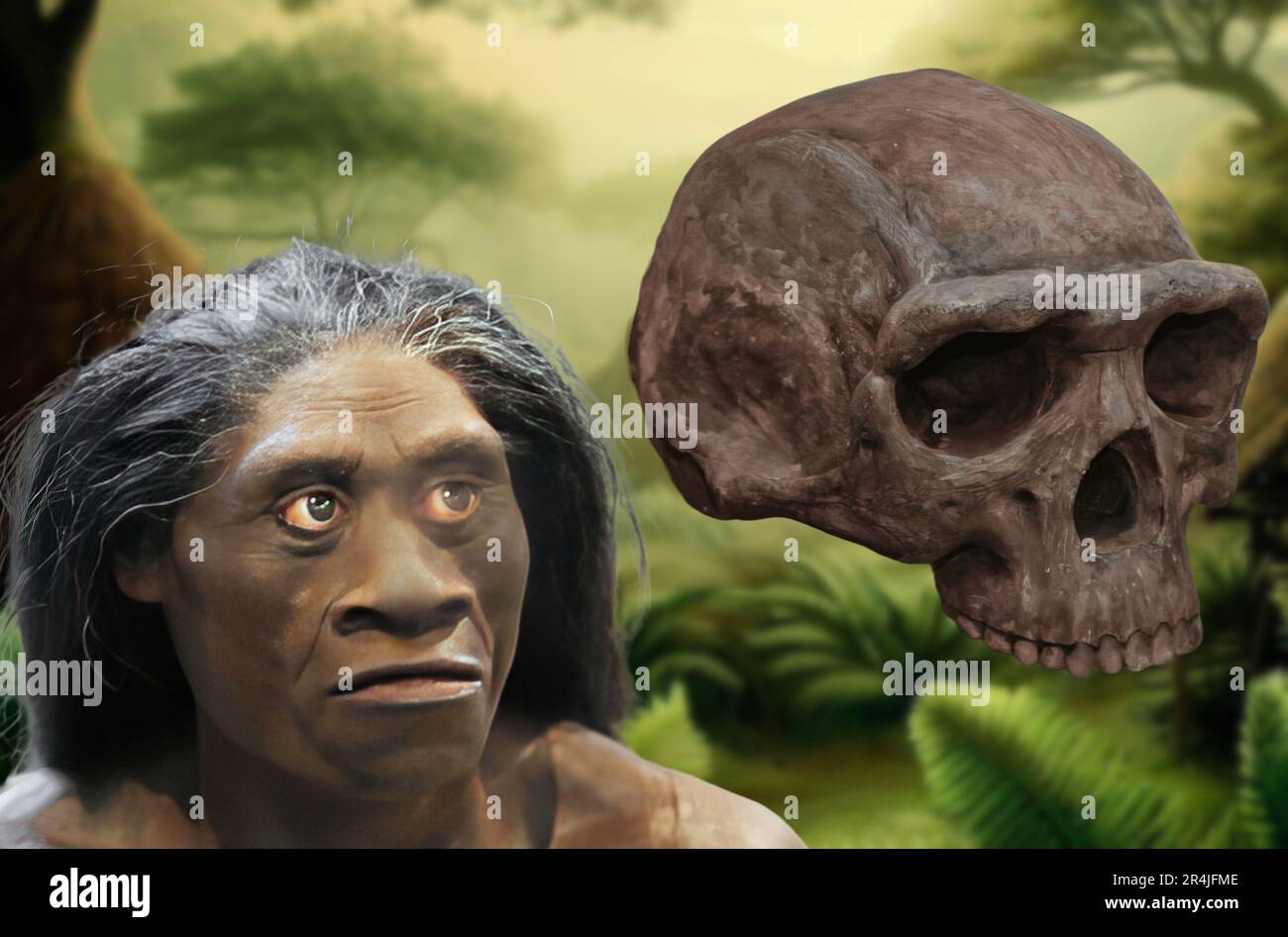 Homo floresiensis ist eine Hominininart, die vor etwa 190.000 bis 54.000 Jahren auf der indonesischen Insel Flores gefunden wurde Stockfoto
