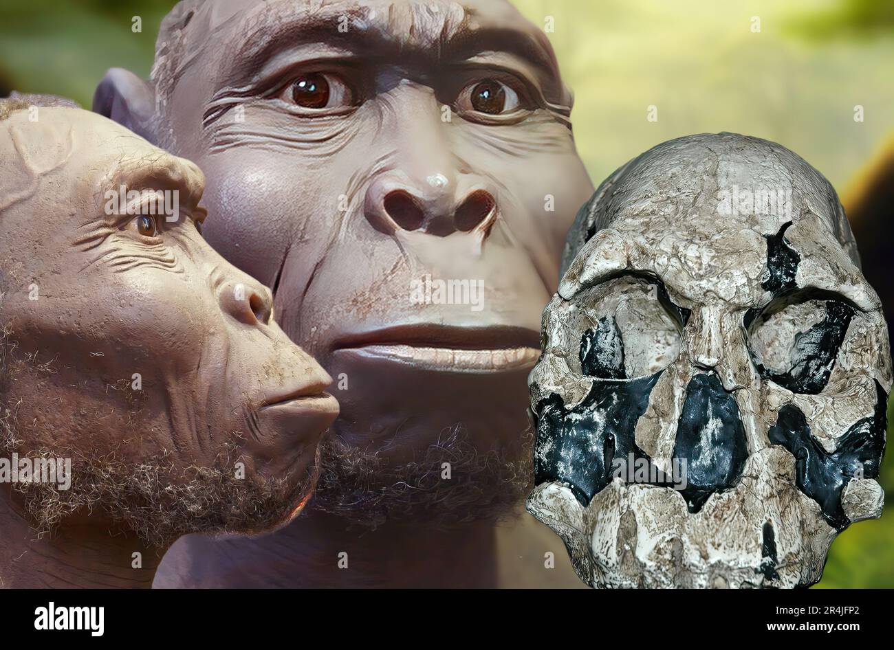Homo rudolfensis ist ein ausgestorbener Hominid, der vor etwa zwei Millionen Jahren in Afrika lebte, in Verbindung mit Homo habilis. Stockfoto