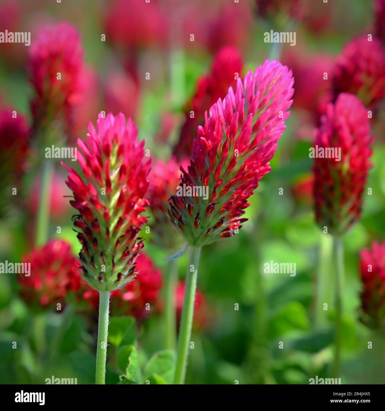 Wunderschöne rote Blumen. Frühling-Natur-Hintergrund. Klee-Inkarnat - Trifolium incarnatum Stockfoto