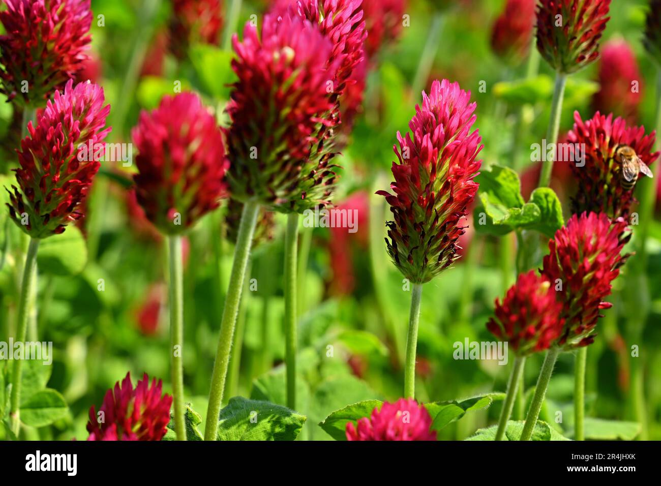 Wunderschöne rote Blumen. Frühling-Natur-Hintergrund. Klee-Inkarnat - Trifolium incarnatum Stockfoto