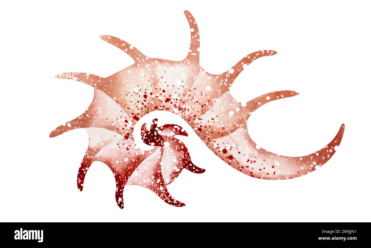 Seashells auf isoliertem weißem Hintergrund, Aquarell-Illustration, Seeclip-Kunst Stockfoto